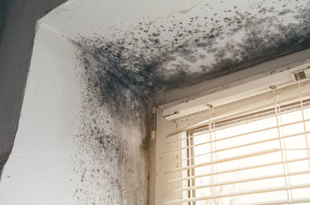 Affordable Hvac And Air Duct Mold Remediation solutions in Oak Ridge, NJ